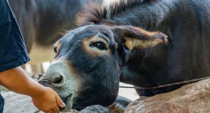 Feria del Burro Otumba 2026 ya tiene fecha y así puedes disfrutarla