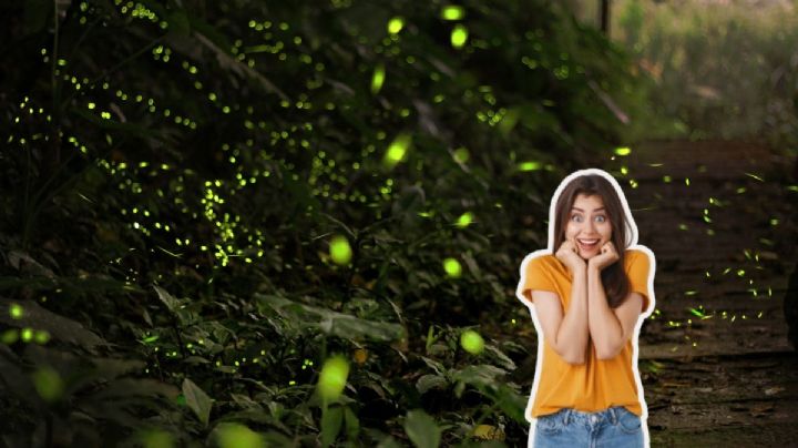 ¿Cuándo empieza la temporada de luciérnagas en Tlaxcala y cuáles son los mejores sitios para verlas?