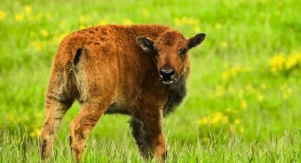 El histórico nacimiento de un bisonte en Sonora que da esperanza a su conservación