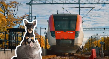 Tren Insurgente: ¿Cuáles son los requisitos para viajar con tus mascotas en estos vagones?