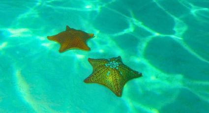 El paraíso de aguas turquesa y estrellas de mar para sentirte en El Cielo de Cozumel