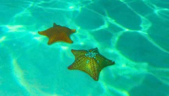 El paraíso de aguas turquesa y estrellas de mar para sentirte en El Cielo de Cozumel