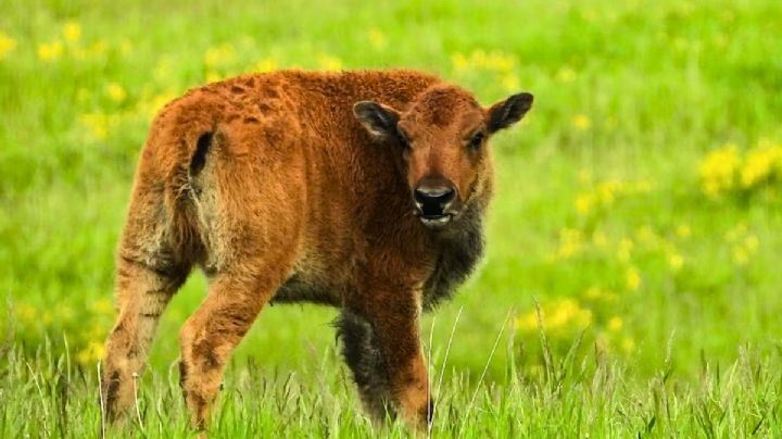 El histórico nacimiento de un bisonte en Sonora que da esperanza a su conservación