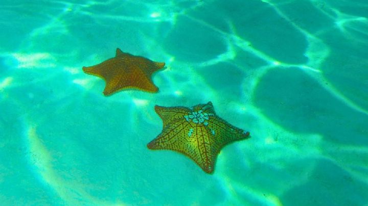 El paraíso de aguas turquesa y estrellas de mar para sentirte en El Cielo de Cozumel