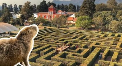 La hacienda cerca de la CDMX con capibaras, camellos y tirolesa para visitar en mayo