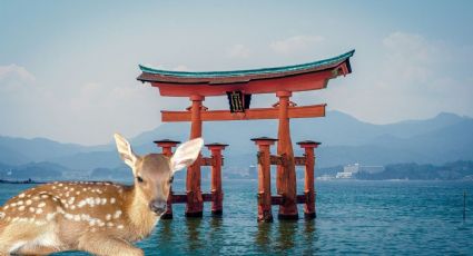 La hermosa isla en Japón donde puedes caminar entre venados sueltos
