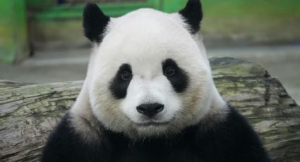 Pandas gigantes viajarán de China a EU como símbolo de amistad internacional