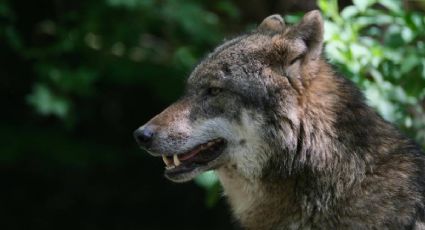 El santuario cerca de CDMX donde puedes convivir con lobos mexicanos