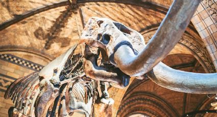 Hallan restos de mamut en San Luis Potosí y desatan asombro entre habitantes