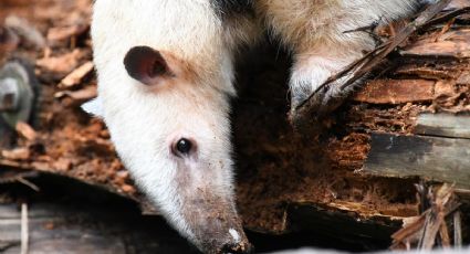 ¡Amor en peligro! Captan a tierna mamá oso hormiguero con su bebé en Calakmul
