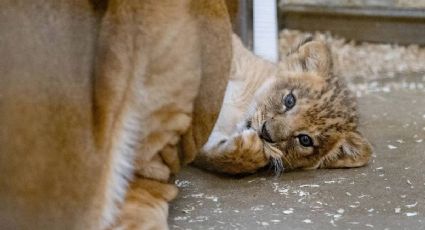 La tierna cría de león africano que debutará ante el público este verano en un zoológico de EU