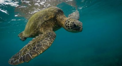 La tortuga marina que ayudará a científicos a conocer sus viajes por el Golfo de México
