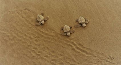 Nacen las primeras crías de tortuga lora en Playa Miramar y emocionan a Tamaulipas