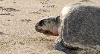 Inicia temporada 2026-2027 del arribo de tortuga golfina en México: ¿Dónde podrás observarlas?