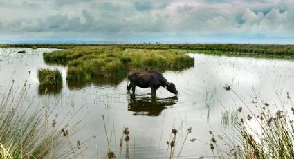 El oasis de pozas turquesa oculto en el desierto de México que debes ver para creer