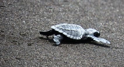 Día de la Tortuga: El pueblito de Colima con un santuario tortuguero para conocer su hábitat