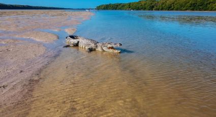 La playa de Oaxaca donde puedes ver cocodrilos libres durante tus viajes