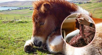 Los tiernos ponis vestidos con suéteres que están enamorando a viajeros en Escocia