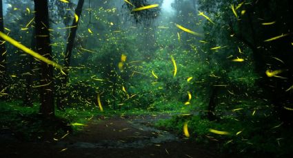 ¿Cuánto cuesta el recorrido de luciérnagas en Amecameca en 2026?