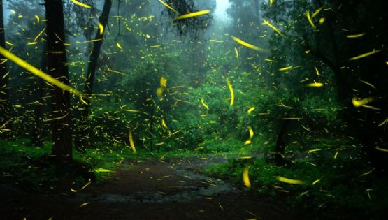 ¿Cuánto cuesta el recorrido de luciérnagas en Amecameca en 2026?