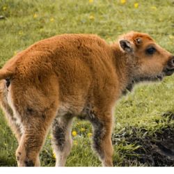 Nacen siete crías de bisonte americano en Coahuila y emocionan por su regreso histórico
