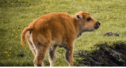 Nacen siete crías de bisonte americano en Coahuila y emocionan por su regreso histórico