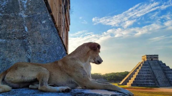 Chichén Itzá despide a “El Wero” y “Tomasita”, los lomitos guardianes de la zona arqueológica