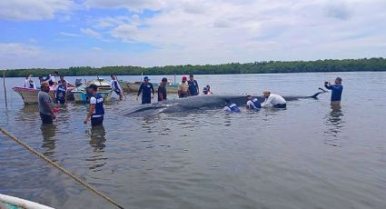 El conmovedor rescate de una ballena varada que mantiene en alerta a Nayarit