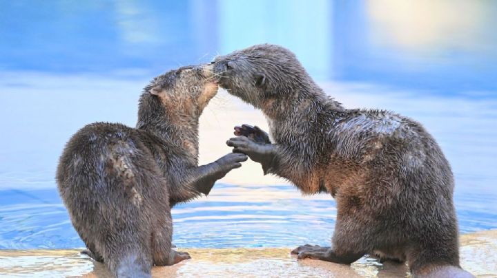 Así es el último santuario del perrito de agua que hay en México