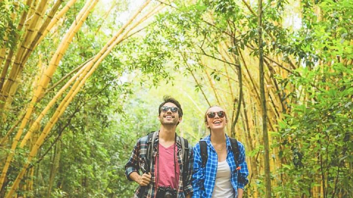 El bello bosque de bambú que te hace sentir como en Japón sin salir de México