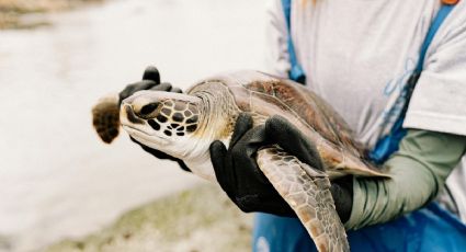 Rescatan y devuelven al mar a tortuga marina desorientada en Cozumel