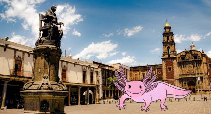 ¿Qué tipo de ajolote eres según la alcaldía de la CDMX en la que vives?