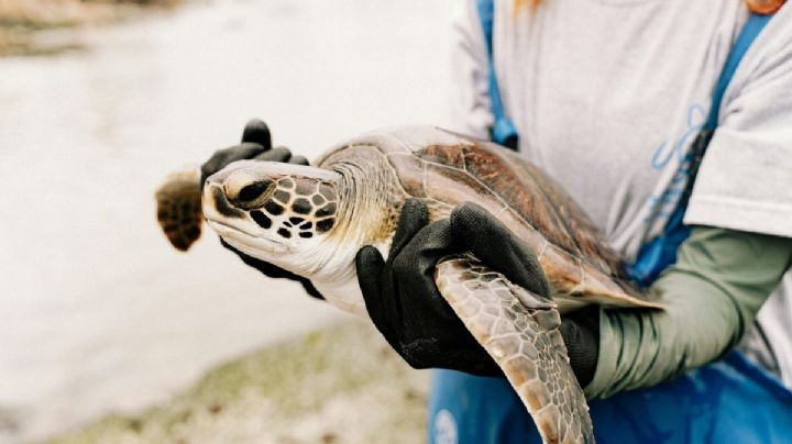 Rescatan y devuelven al mar a tortuga marina desorientada en Cozumel