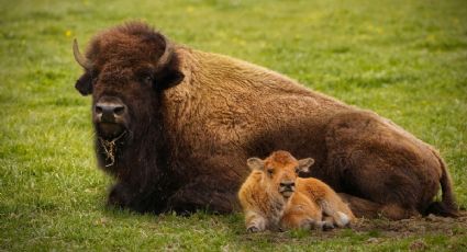 Nacen siete crías de bisonte americano en Coahuila y emocionan por su regreso histórico