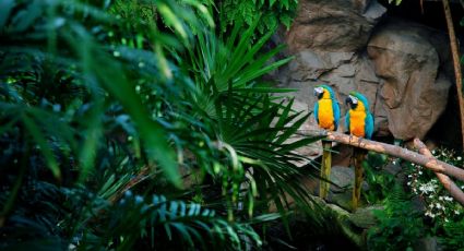 Guacamayos salvajes maravillan a viajeros en Perú con un colorido encuentro