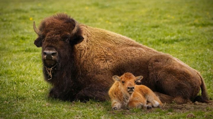 Nacen siete crías de bisonte americano en Coahuila y emocionan por su regreso histórico