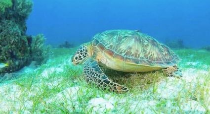 Temporada de anidación de tortugas en las playas de México: Mejores destinos para esta experiencia