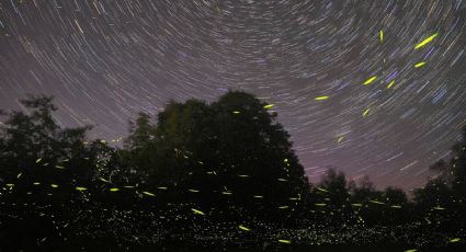 Las luciérnagas regresan a Puebla: Tochimilco abre su temporada 2026 con recorridos nocturnos