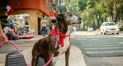 Actividades pet friendly en CDMX para disfrutar con tu lomito durante tu visita a la ciudad