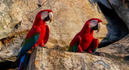 Guacamayos salvajes maravillan a viajeros en Perú con un colorido encuentro