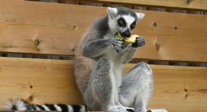 Conoce a ‘Monchis’, el lémur que celebró su cumpleaños 19 en un zoológico del Edomex