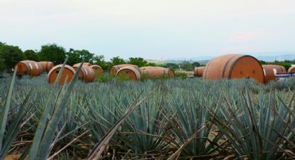 Pronóstico del clima en Tequila para este domingo 10 de mayo