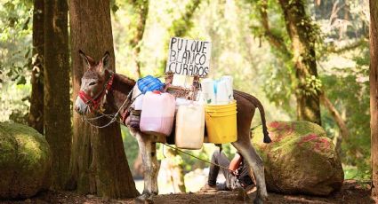 Los pueblitos del Edomex donde puedes disfrutar la ruta del pulque ancestral para refrescarte