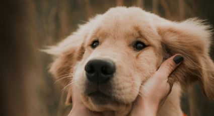 Adoptatón CDMX: Perritos rescatados buscan hogar y así puedes rescatar a tu mejor amigo