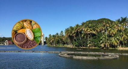 Tabasco, el destino de México reconocido por la calidad y legado del cacao