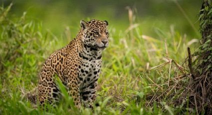 El jaguar que fue visto comiendo hierba en Calakmul y su sorprendente explicación