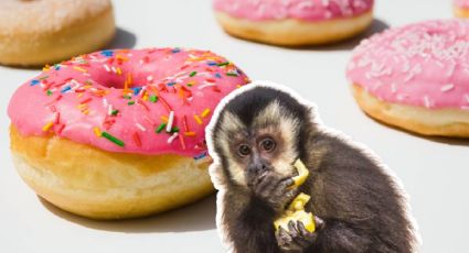 Captan a mono araña llevándose donas del desayuno en hotel de Playa del Carmen