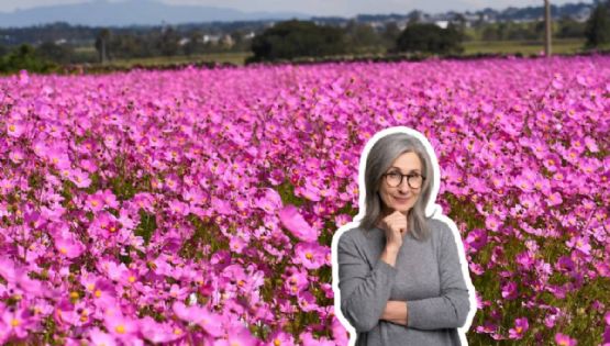 El pueblito de Guanajuato con mirasoles rosas para sorprender a mamá con vistas únicas