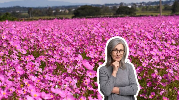 El pueblito de Guanajuato con mirasoles rosas para sorprender a mamá con vistas únicas