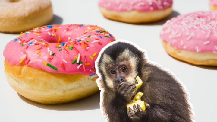 Captan a mono araña llevándose donas del desayuno en hotel de Playa del Carmen